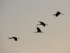 cranes-overhead_1