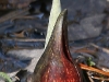 skunkcabbage2