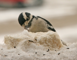 downy-woodpecker
