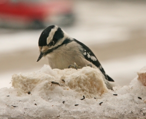 downy-woodpecker1