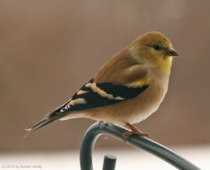goldfinch