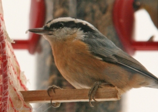 nuthatch1