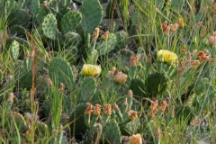 Eastern Prickly Pear