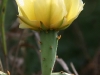 cactusblossom