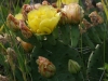 cactusblossom1
