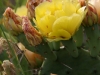 cactusblossom2