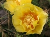 cactusblossom3