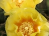 cactusblossomcloseup