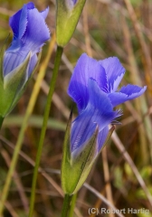 fringed-gentian-closeup