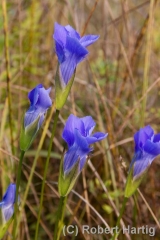 fringed-gentians-shade