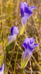fringed-gentians-sunlit-closeup