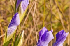 Fringed Gentians