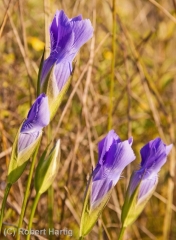 fringed-gentians-sunlit