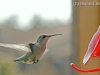 hummer-hovering