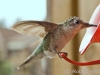 hummer