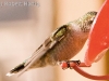 hummingbird-2