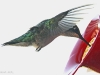 hummingbird