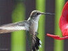 hummingbird1