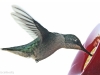 hummingbird2