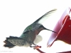 hummingbird3