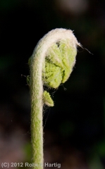 fern-fiddlehead_1