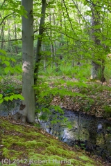 mossy-bank-and-beech-tree_1