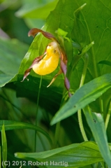 small-yellow-ladyslipper_11