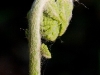 fern-fiddlehead_1