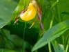 small-yellow-ladyslipper_11