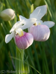 showy-ladyslipper1_0