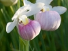 showy-ladyslipper1_0