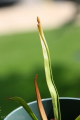 sarracenia-alata-redthroat