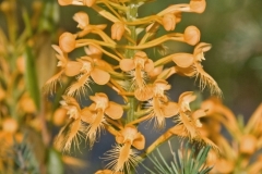 Orange Fringed Orchid