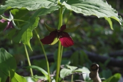 Painted and Red Trilliums