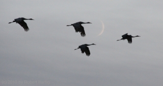 cranes-and-moon_1