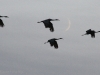 cranes-and-moon_1