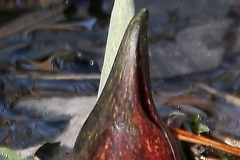 Skunk Cabbage