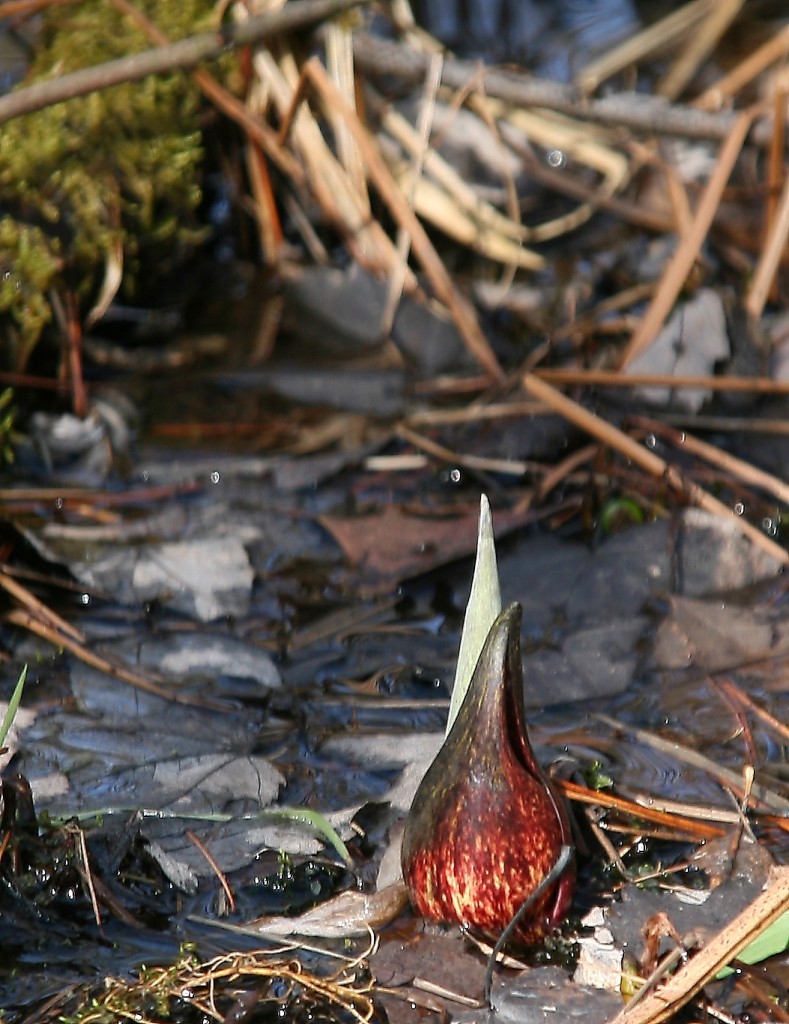 Skunk cabbage, earliest of the Michigan wildflowers