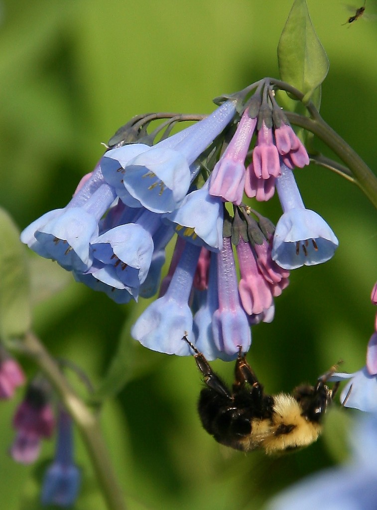 A bumblebee busies himself with a cluster of bluebell blossoms.