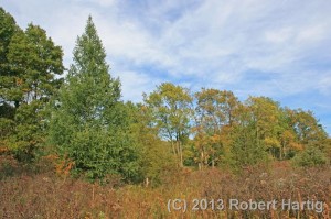 A feather tamarack stands sentinel at the fen's northern border.